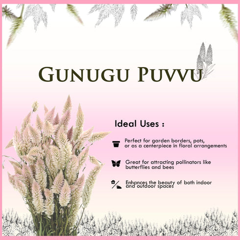 Gunugu Puvvu | Celosia Flowers